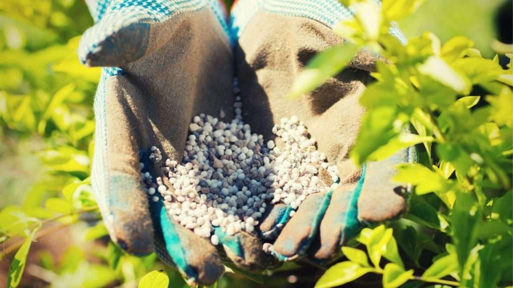 Granular Vs Liquid Fertilizers for Plants and Lawn. Which is better? 2 Granular Vs Liquid Fertilizers – Granular Fertilizers for Plants and Lawn