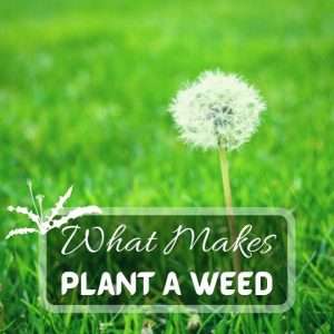 Lawn Care 6 What Makes A Plant A Weed. How To Get Rid Of Weeds Naturally. Not all weeds are bad future