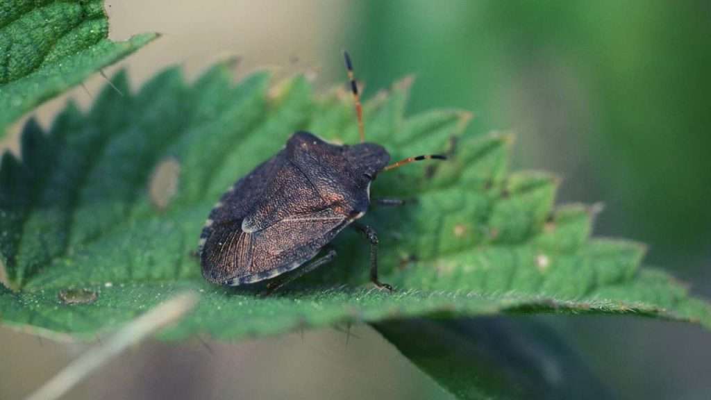 Stink Bug - Identification and Control 1 Stink Bug - Identification and Control