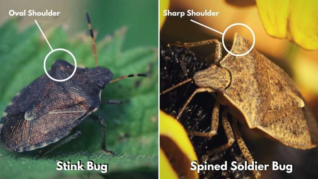Stink Bug - Identification and Control 2 Stink Bug vs Spined Soldier Bug