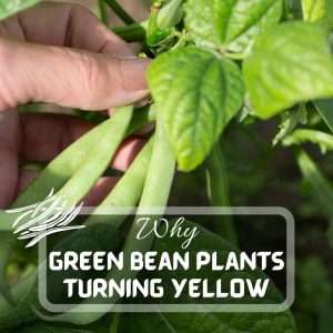 8 Reasons Green Bean Plants Turning Yellow And Tips How To Fix Them Futured