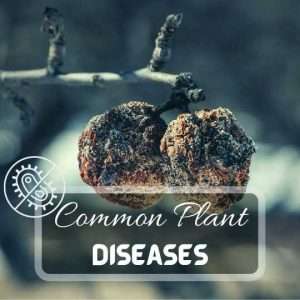 Common Garden Plant Diseases Futured