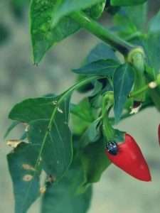 What Is Eating Holes In My Pepper Plant Leaves. How To Get Rid Of Them
