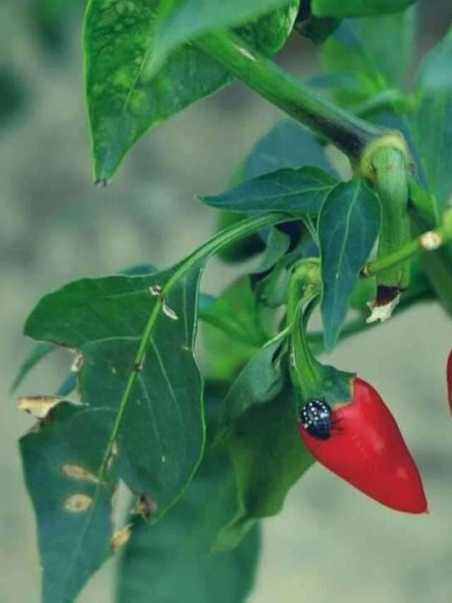 What Is Eating Holes In My Pepper Plant Leaves Story