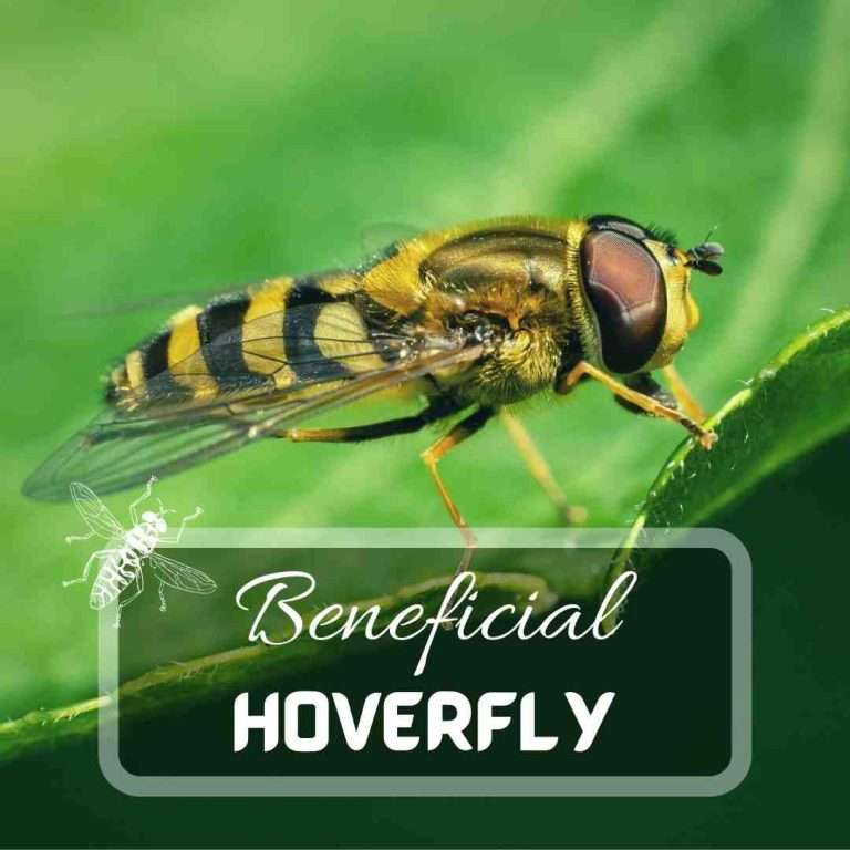 Hoverflies – Why Are They Important to Your Garden