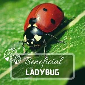 Ladybugs – Best Way to Keep Garden Pests Under Control