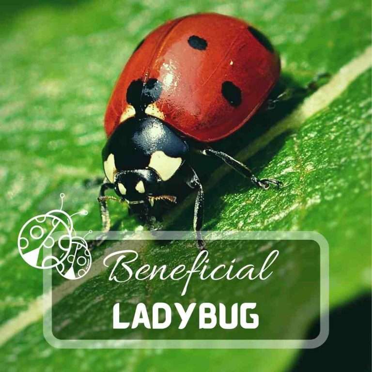 Ladybugs – Best Way to Keep Garden Pests Under Control
