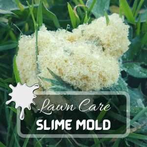 Lawn Care 10 What Is Slime Mold – Facts And Control