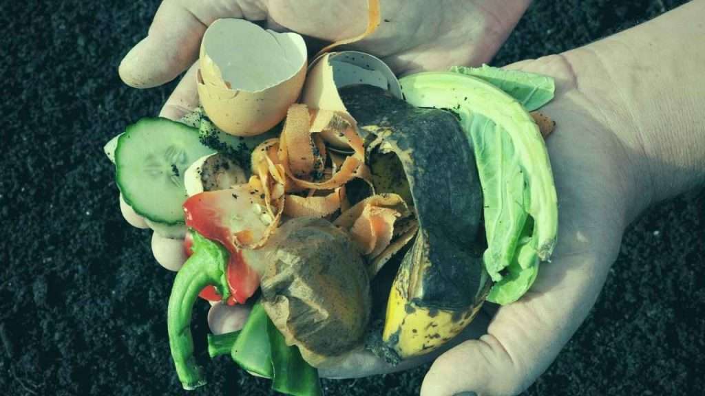 What To Do With Overgrown Cucumbers? 8 What To Do With Overgrown Cucumbers. Compost Overgrown Cucumbers