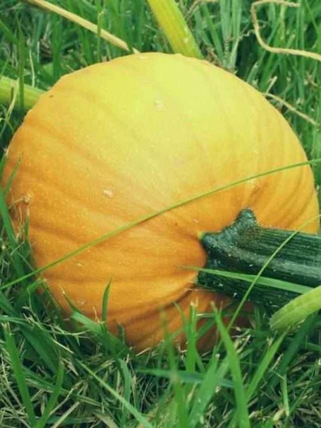 7 Pumpkin Growth Stages Story