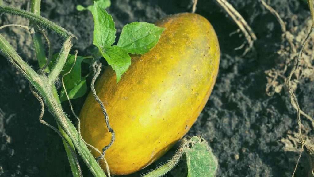 What To Do With Overgrown Cucumbers? 1 What To Do With Overgrown Cucumbers?