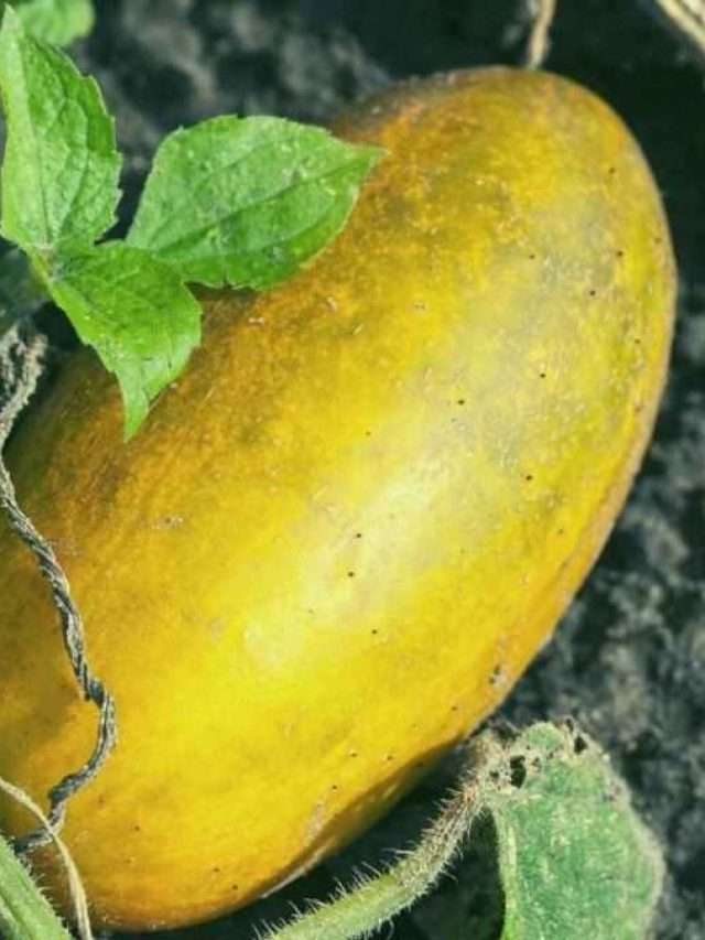 What To Do With Overgrown Cucumbers Story