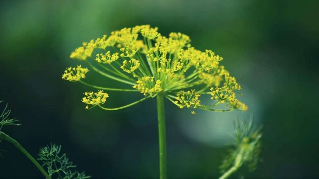 6 Plants That Look Like Dill. How To Tell The Difference Between Them (Illustrated) 1 Plants That Look Like Dill. How To Tell The Difference