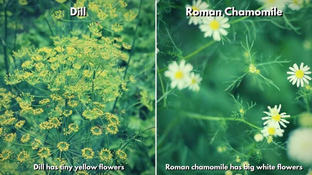 6 Plants That Look Like Dill. How To Tell The Difference Between Them (Illustrated) 7 Plants That Look Like Dill - The main differences between dill and Roman chamomile