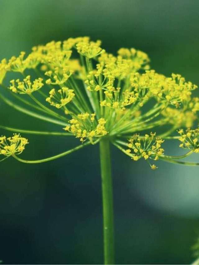 6 Plants That Look Like Dill Story