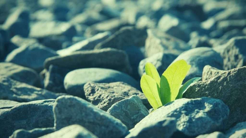 My Soil Is Full Of Stones! How to Improve The Soil Quality? 1 My Soil Is Full Of Stones. How to Improve The Soil Quality
