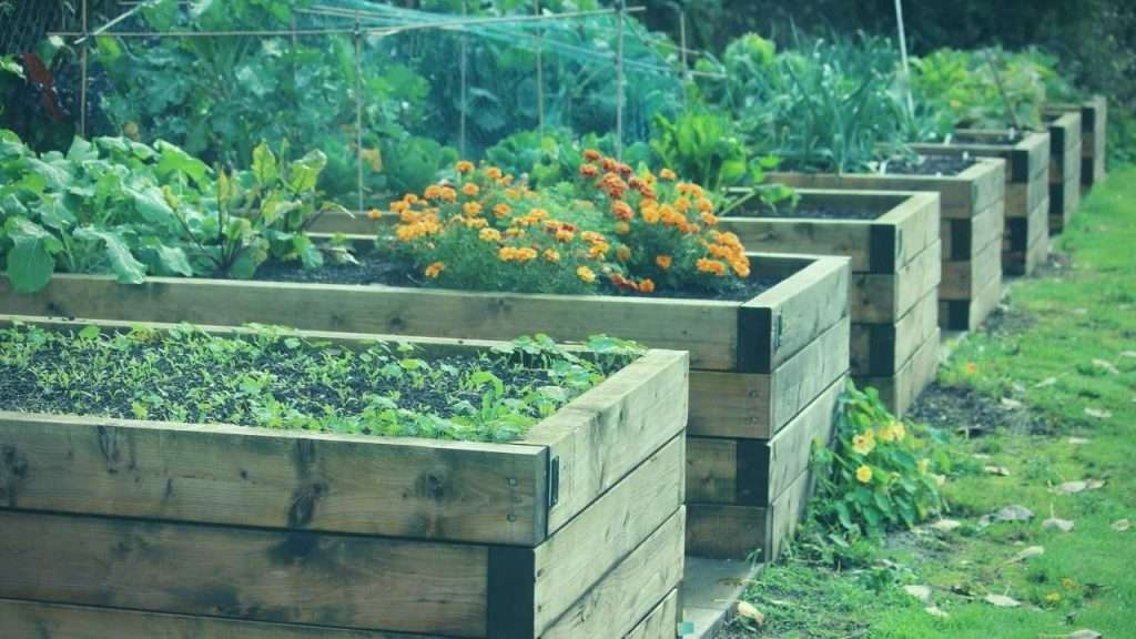 My Soil Is Full Of Stones! How to Improve The Soil Quality? 6 Soil Is Full Of Stones - Growing In Raised Beds Or Containers