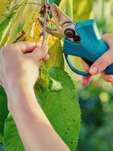 Best Electric Pruning Shears For Gardening