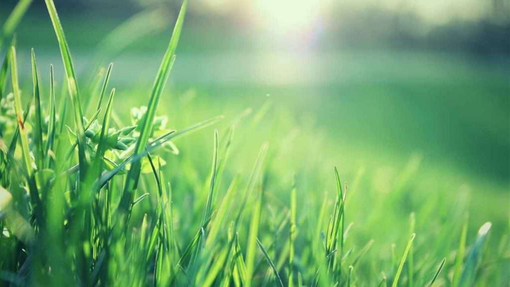 Can Grass Cut You? Understanding the Risks and Prevention Tips 5 Can Grass Cut You Frequently Asked Questions (FAQ)