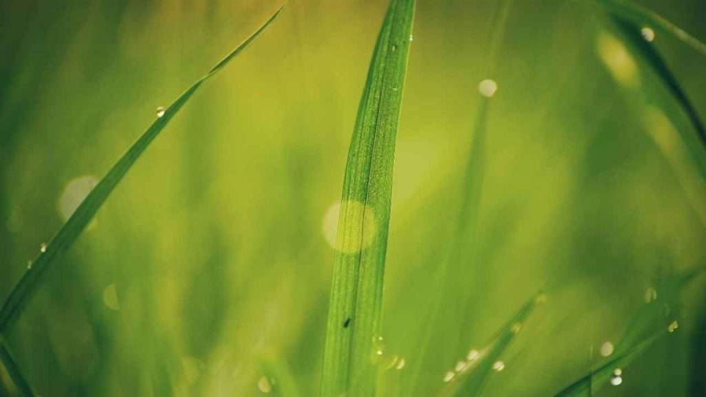 Can Grass Cut You? Understanding the Risks and Prevention Tips 1 Can Grass Cut You? Understanding the Risks and Prevention Tips
