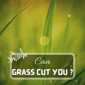 Lawn Care 5 Can Grass Cut You Understanding the Risks and Prevention Tips