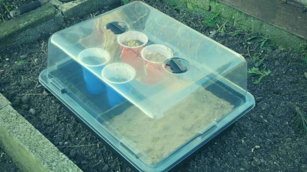 5 Best Electric Heated Propagators. A Guide To The Best Electric Propagator For Plants 17 Electric Propagators Frequently Asked Questions (FAQ)