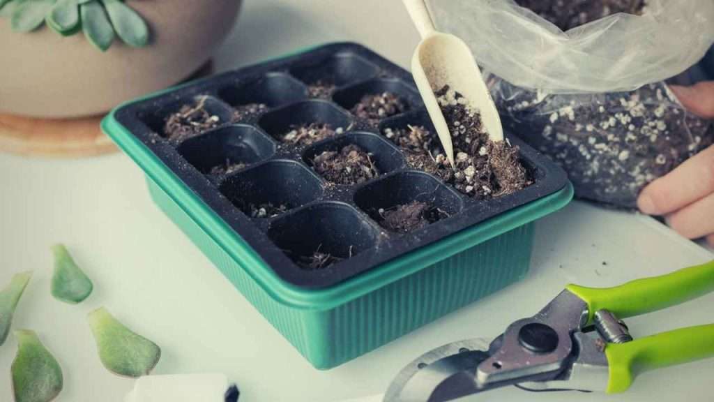 5 Best Electric Heated Propagators. A Guide To The Best Electric Propagator For Plants 1 A Guide To The Best Electric Propagators For Plants
