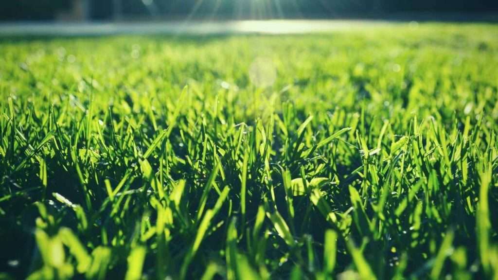 Can Grass Cut You? Understanding the Risks and Prevention Tips 3 Grass Varieties Known for Sharp Blades