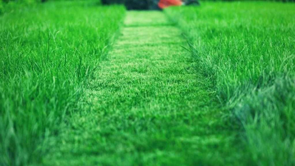 Can Grass Cut You? Understanding the Risks and Prevention Tips 4 Grass Varieties Known for Their Gentle Touch And Other Soft Alternatives