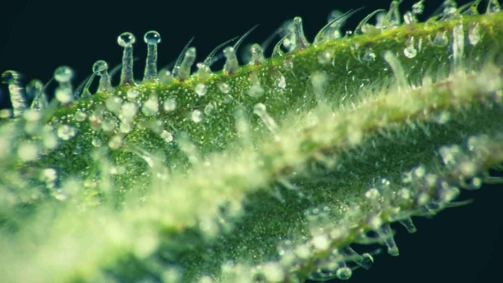 Can Grass Cut You? Understanding the Risks and Prevention Tips 2 What Are Trichomes, And Why Does Grass Have Them