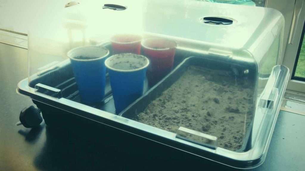 5 Best Electric Heated Propagators. A Guide To The Best Electric Propagator For Plants 15 What to Look for When Buying Electric Propagator For Plants