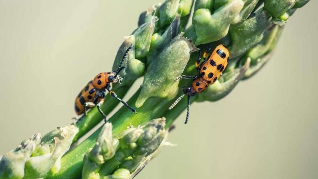 Stages of Growing Asparagus: Planting, Care, Harvesting, and Tips 5 Asparagus beetles