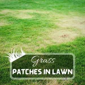 Lawn Care 3 Light Green Grass Patches In Lawn What Causes It And How To Fix It Future