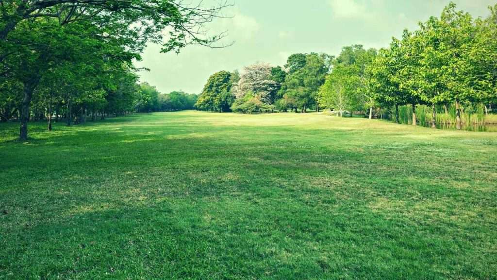 Light Green Grass Patches In Lawn: What Causes It And How To Fix It 9 Light Green Grass Patches In Lawn Frequently Asked Questions