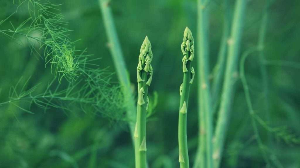 Stages of Growing Asparagus: Planting, Care, Harvesting, and Tips 3 Stages of Growing Asparagus - Care and Maintenance