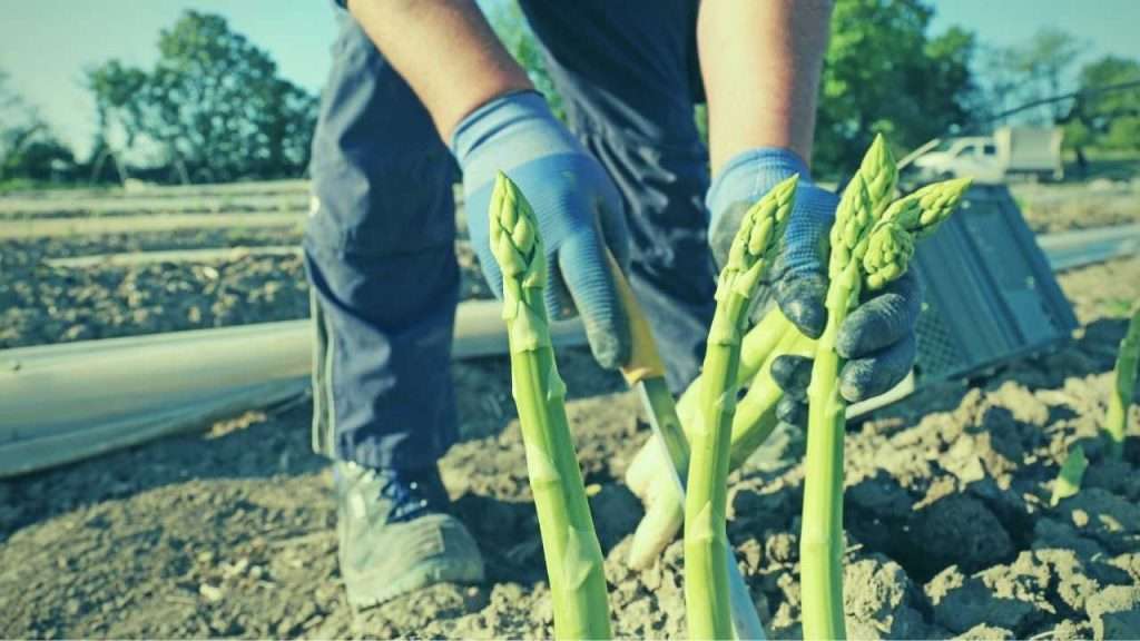 Stages of Growing Asparagus: Planting, Care, Harvesting, and Tips 4 Stages of Growing Asparagus - Harvesting Asparagus