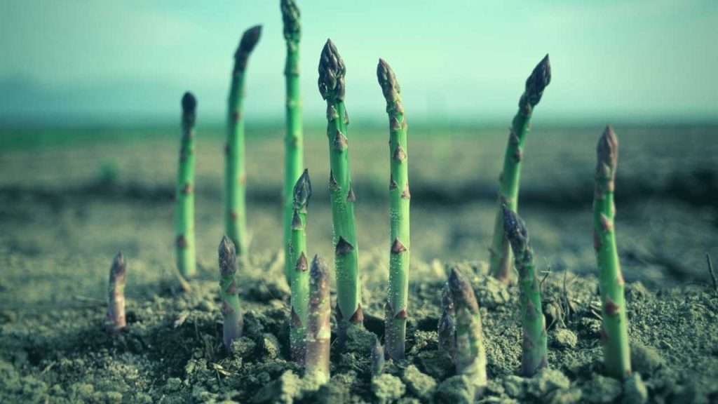 Stages of Growing Asparagus: Planting, Care, Harvesting, and Tips 1 Stages of Growing Asparagus Main