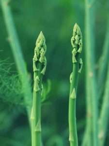 Stages of Growing Asparagus - Care and Maintenance
