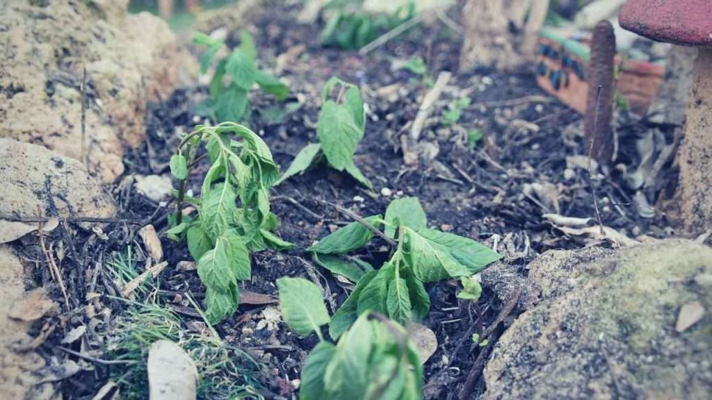 Common Garden Plant Diseases - Bacterial Wilt