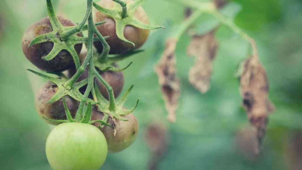 Common Garden Plant Diseases - Late Blight