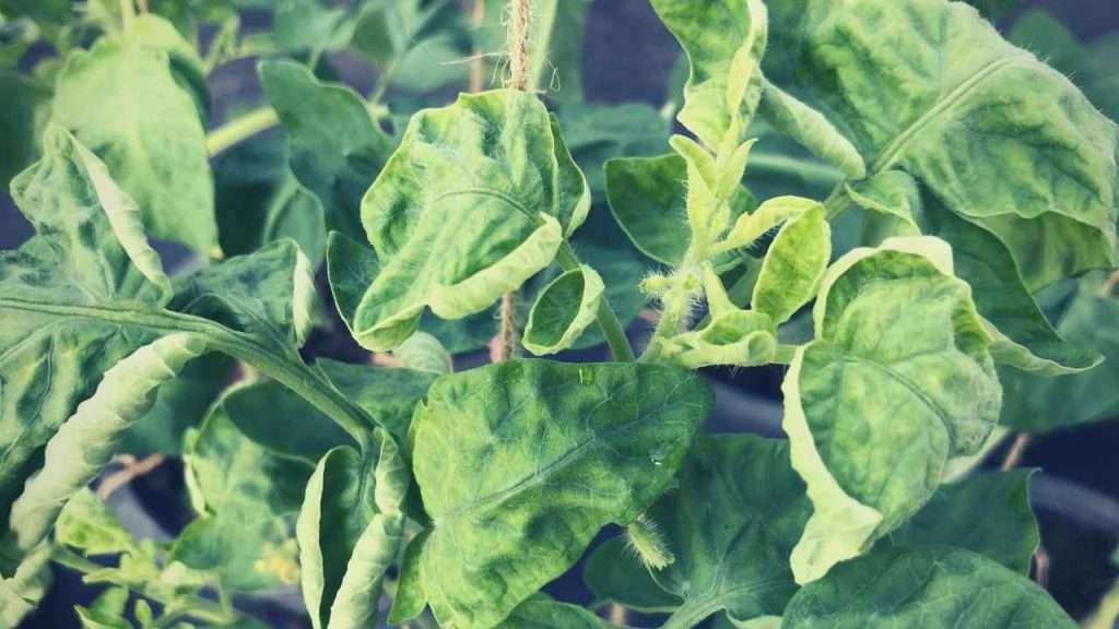 Common Garden Plant Diseases - Leaf Curl