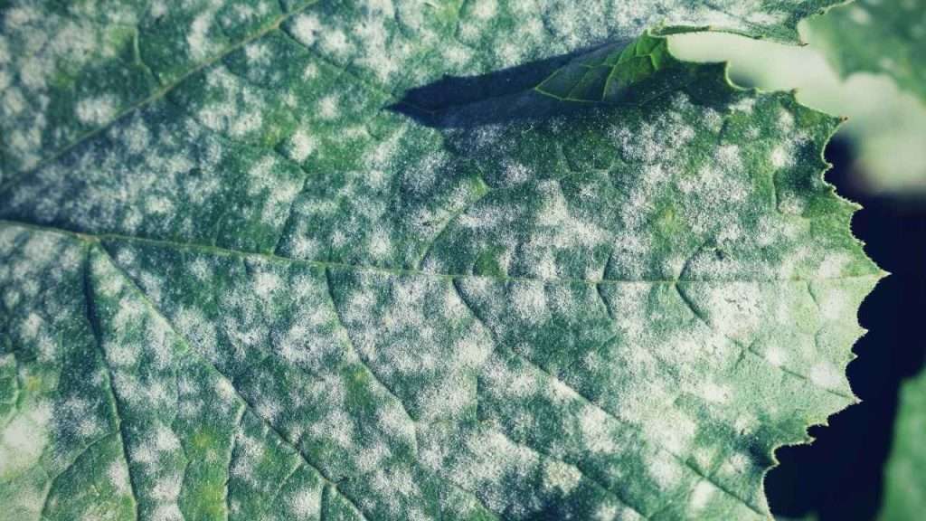 Common Garden Plant Diseases - Powdery Mildew