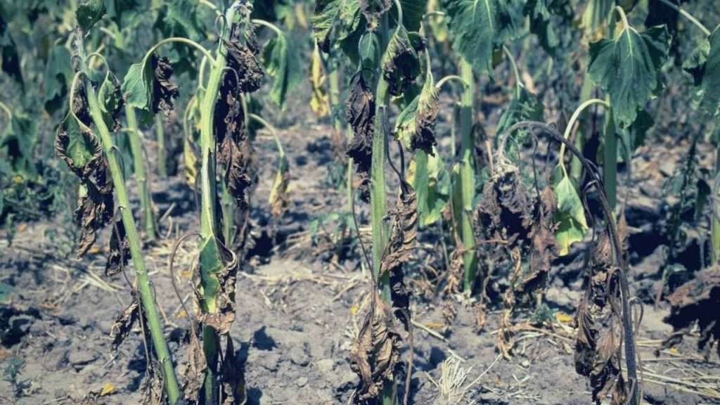Common Garden Plant Diseases - Verticillium Wilt