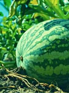 Watermelon Growing Stages Main