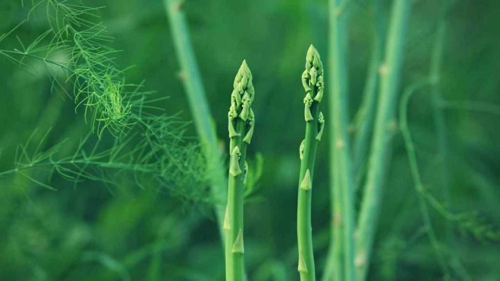 Basil Companion Plants: The Ultimate Beginner's Guide 4 Basil Companion Plants - Asparagus
