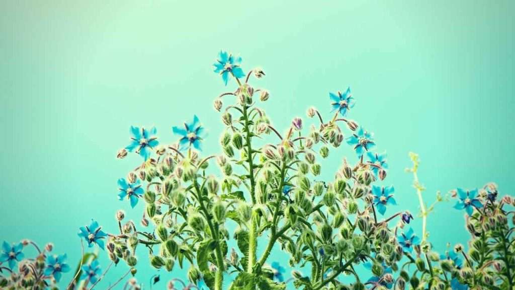 Basil Companion Plants: The Ultimate Beginner's Guide 10 Basil Companion Plants - Borage