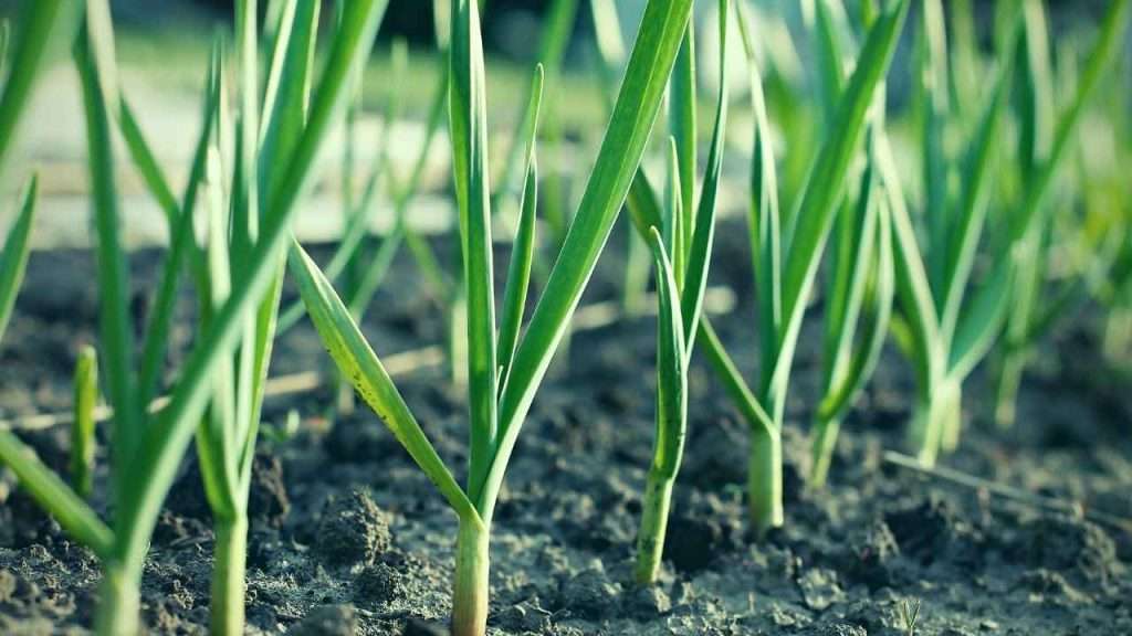 Basil Companion Plants: The Ultimate Beginner's Guide 8 Basil Companion Plants - Garlic