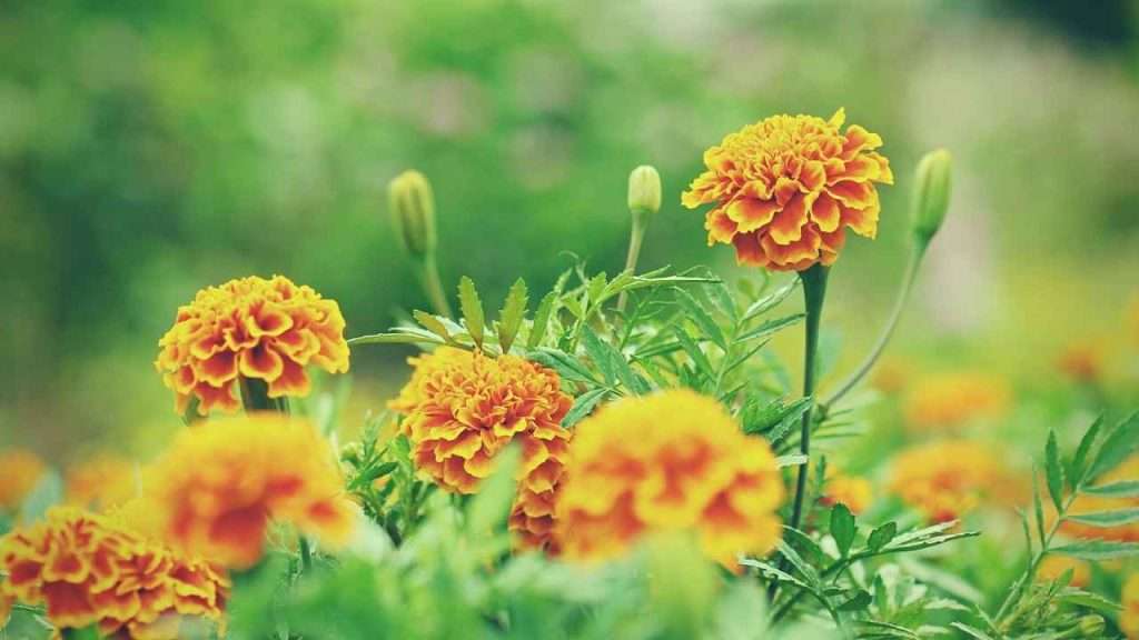 Basil Companion Plants: The Ultimate Beginner's Guide 5 Basil Companion Plants - Marigolds