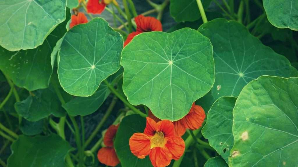 Basil Companion Plants: The Ultimate Beginner's Guide 9 Basil Companion Plants - Nasturtiums