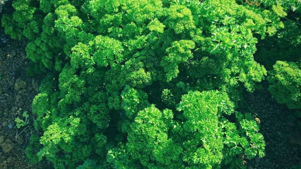 Basil Companion Plants: The Ultimate Beginner's Guide 11 Basil Companion Plants - Parsley